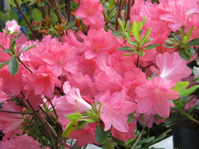 Rhododendron obtusum Blaauw´s Pink Rhod. x obtusum azalky japonské